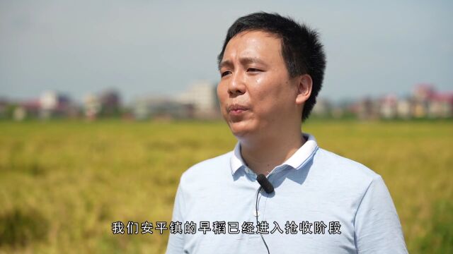 安平镇:“双抢”如火如荼