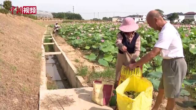 “莲叶何田田”江西湖口农民三伏采莲忙