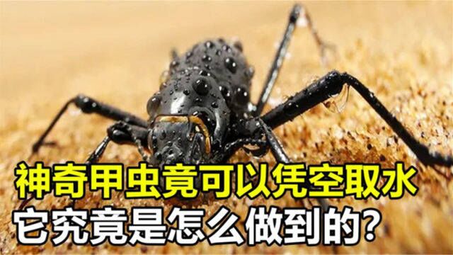 沙漠中的神奇甲虫,居然可以凭空取水,它究竟是怎么做到的?