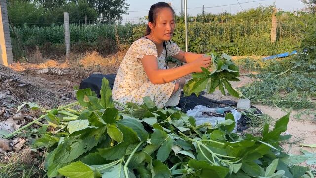 剔一些芝麻苗,回家焯水晒干,掺点肉炒着吃,真香