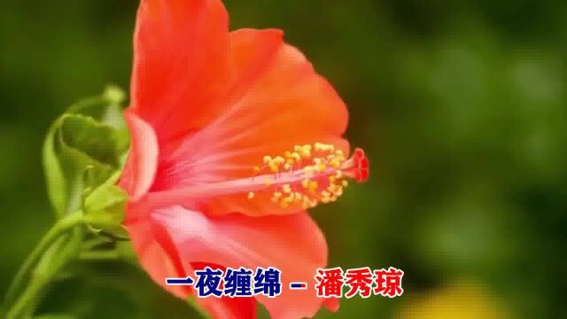 潘秀琼演唱《一夜缠绵》