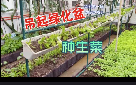 【图安一记】吊起绿化盆种生菜,打造天台立体菜园