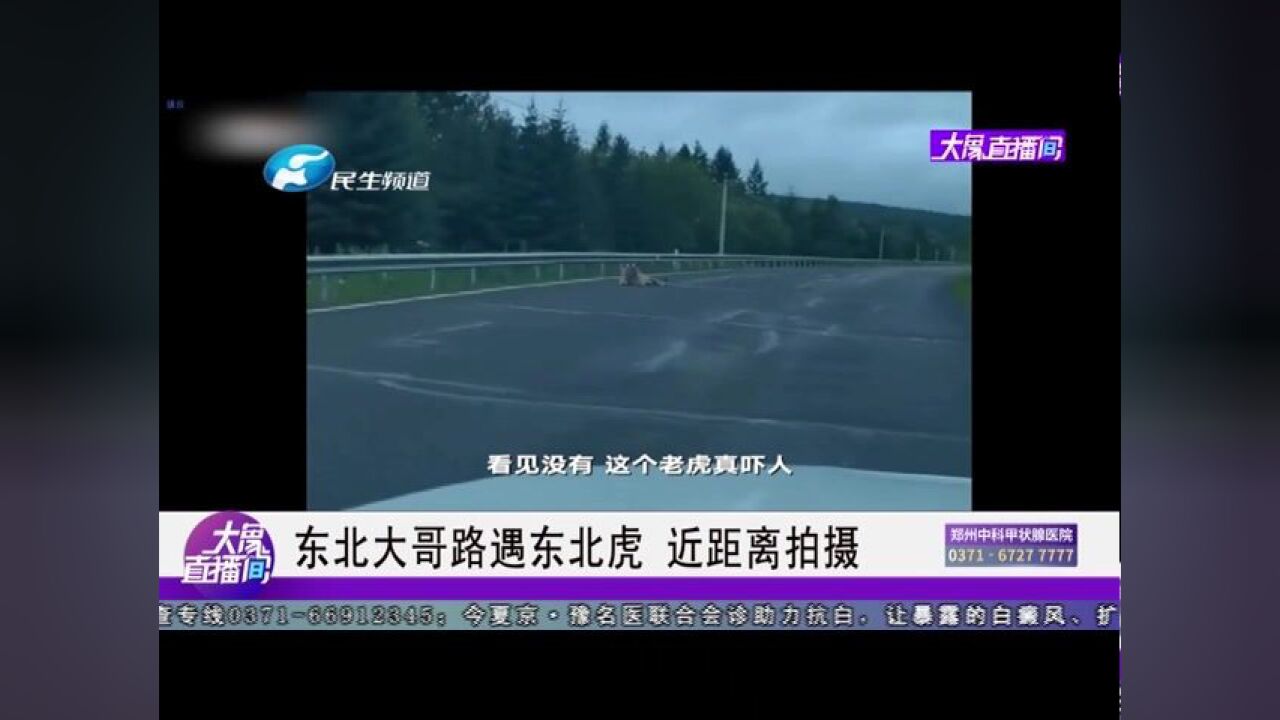 东北大哥路遇东北虎,近距离拍摄