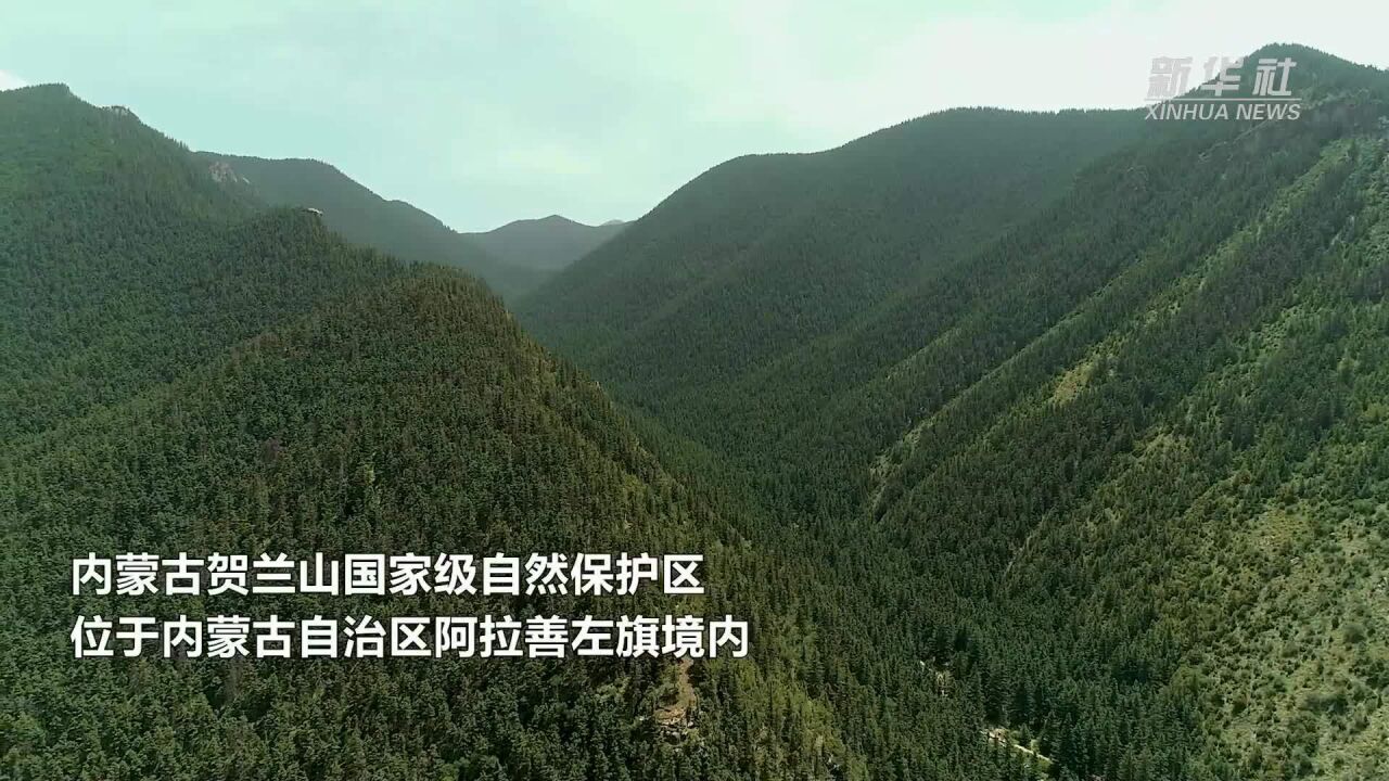 看!这是贺兰山生态恢复后的样子