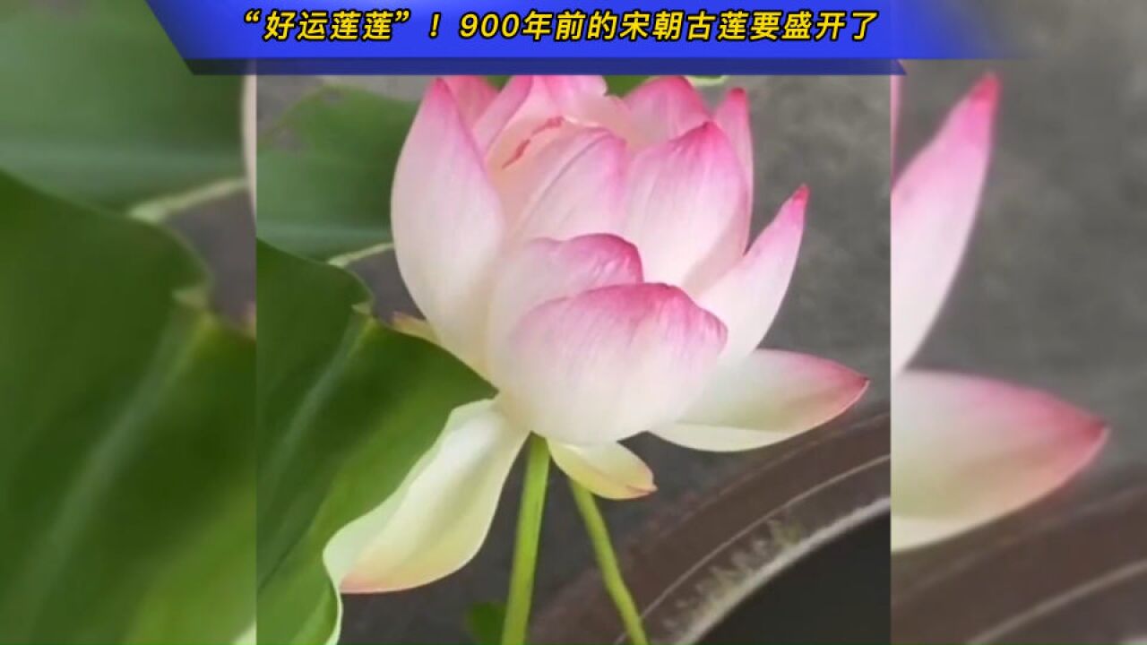 “好运莲莲”!900年前的宋朝古莲要盛开了