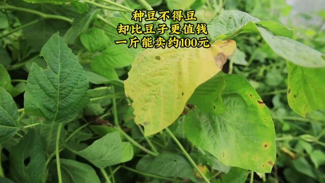 种豆不得豆,却比豆子更值钱,一斤能卖约100元