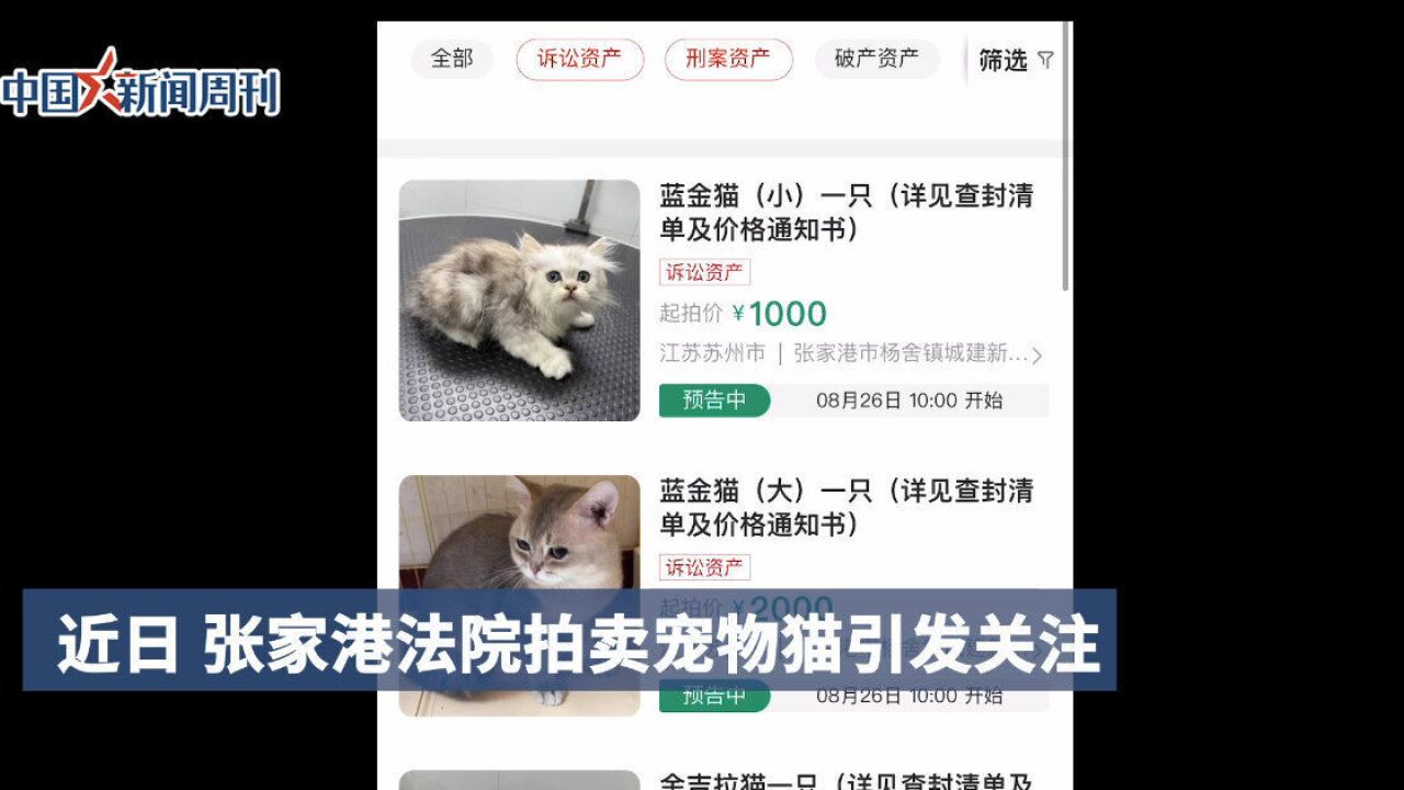 法院回应拍卖12只宠物猫