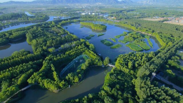 野趣|观水鸟赏植物,打卡北京最原始的湿地公园