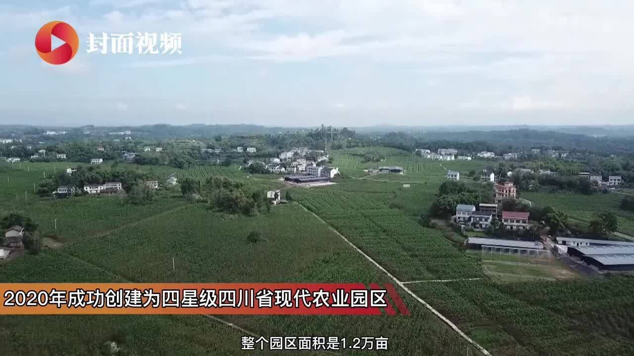 打破传统养蚕模式 中国蚕桑之乡四川武胜迈入数字化管理