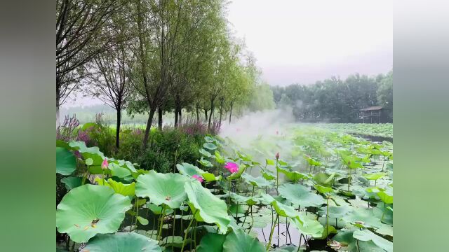 柳壕湿地公园8月18日起免门票啦!