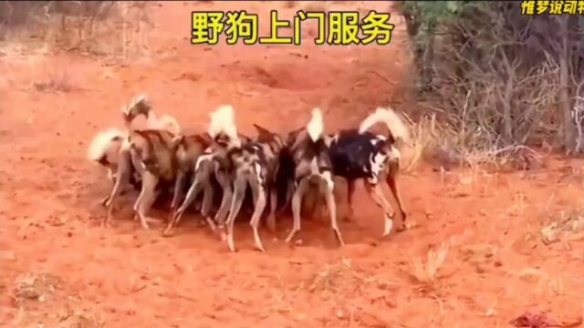 非洲野犬上门服务