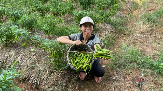 农村菜地摘新鲜辣椒,农民自种的农家蔬菜,你们爱吃吗?