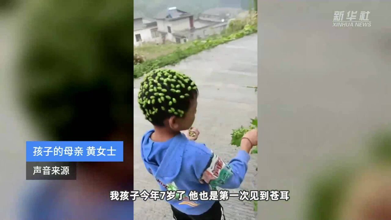 就问你头疼不疼?云南7岁男童摘苍耳粘满头