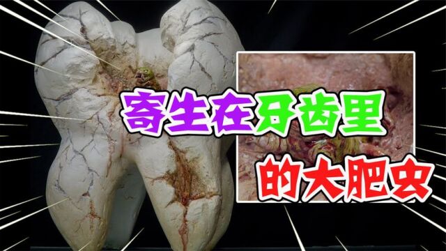 模型制作:寄生在牙齿里的大肥虫,生物学家的真正目的是什么