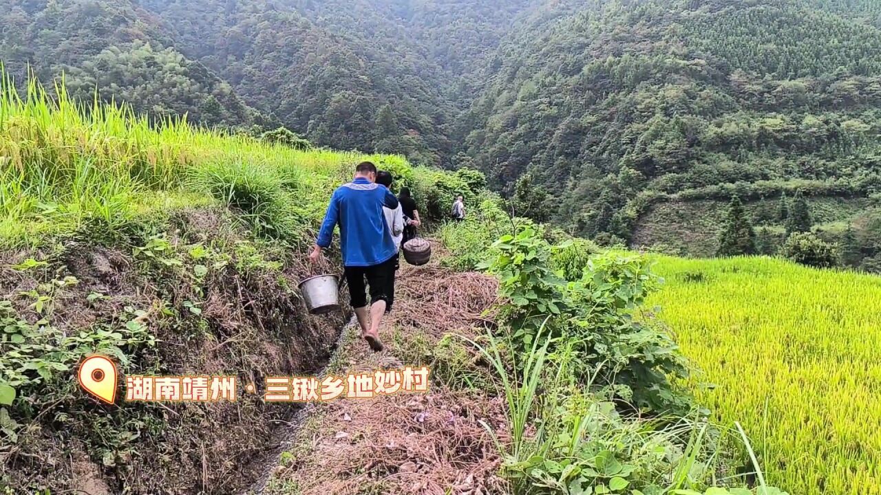 视频丨靖州:苗侗稻香秋色美 禾花落尽鲤鱼肥