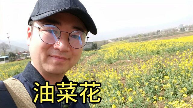 长安区东石村油菜花,半山腰满满金黄,吸引市民到此游