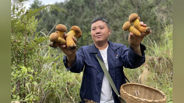 农村山里资源真好,值钱的黄牛肝菌没人捡,林哥一会儿捡了3斤