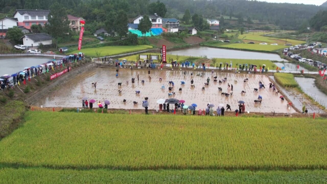 “趁浑水摸鱼”四川广元抓鱼大赛喜庆丰收节