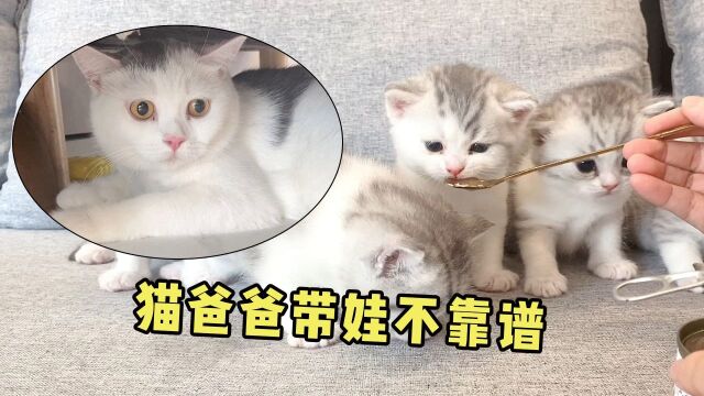 猫爸爸有多不靠谱,在家不带娃还把猫妈妈的罐头吃光光