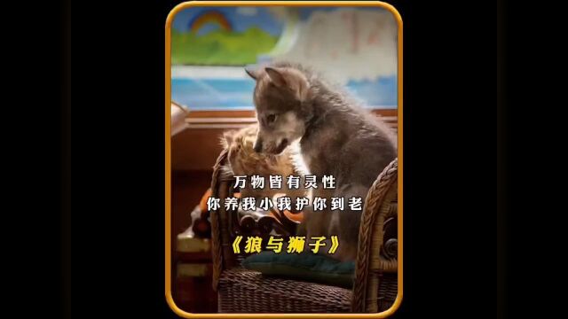 狼与狮子#影视解说