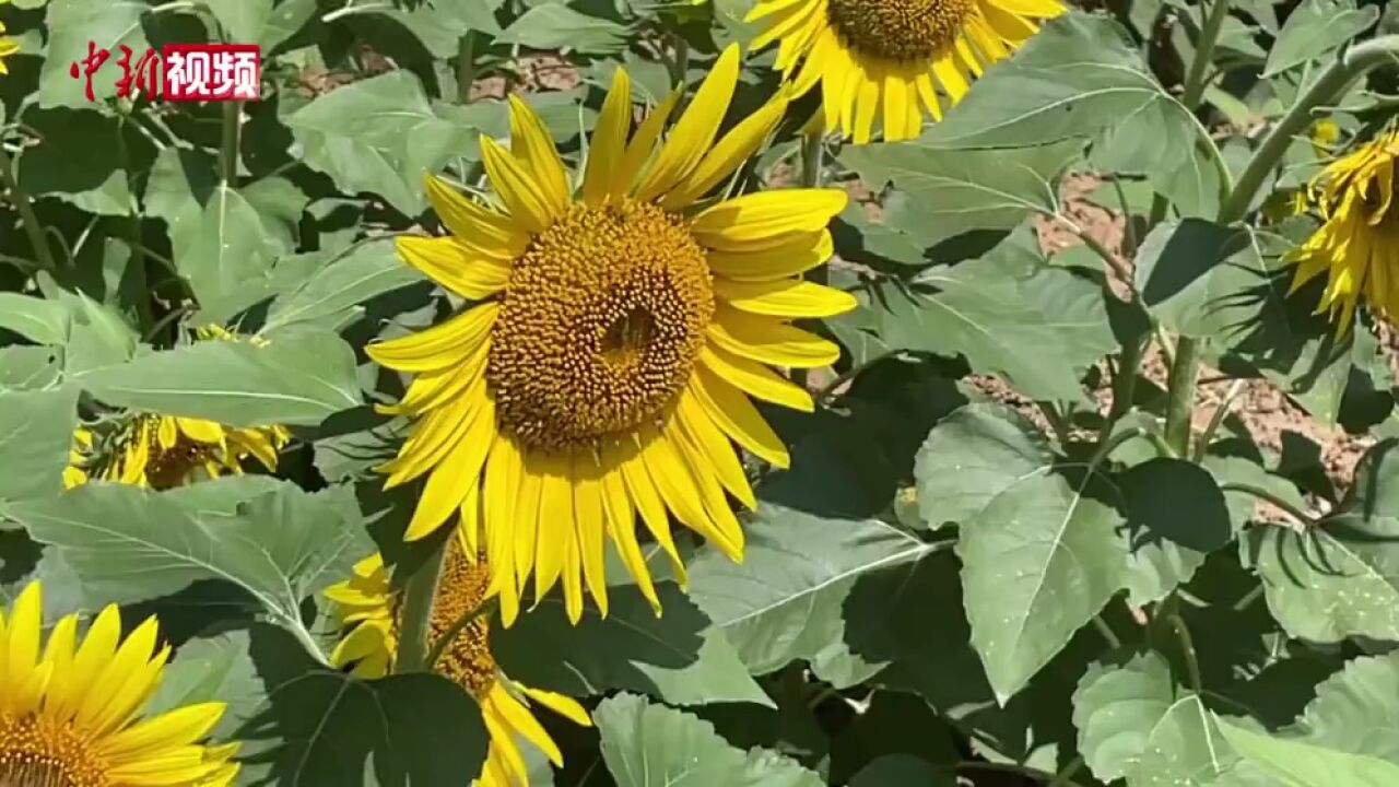 福州6万平米向日葵花海迎盛花期