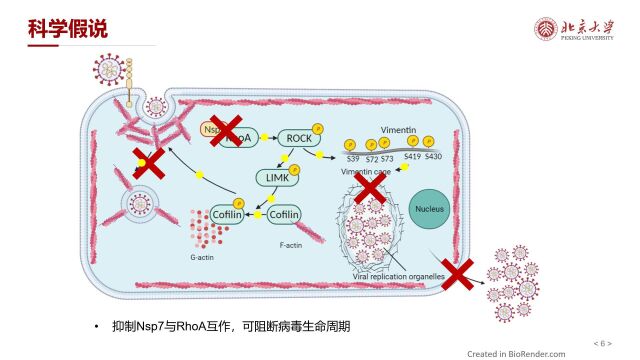 北京大学未名学者基础医学拔尖人才基地SARSCoV2通过RhoA ROCK通路劫持细胞骨架完成生命周期的机制探究