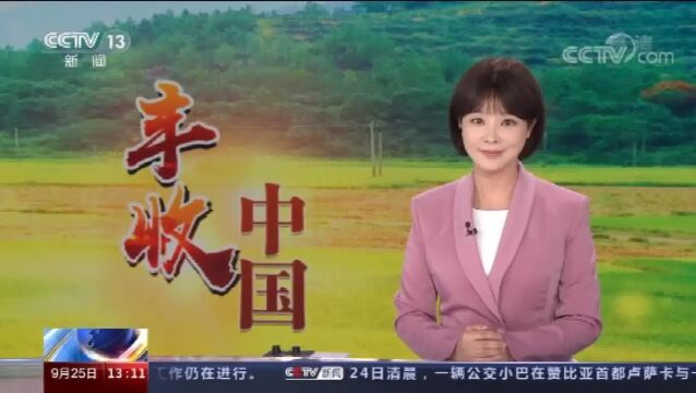 山东招远 五彩之秋 葡萄种植带动产业融合 助力乡村振兴