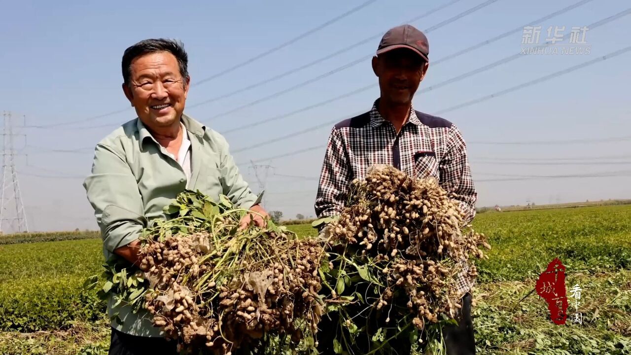 千城百县看中国|河北新河:万亩花生喜丰收