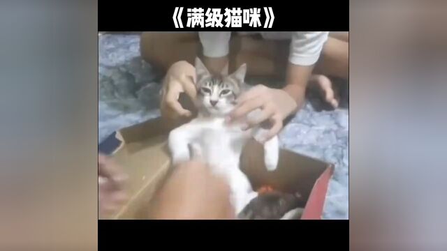 满级猫咪#搞笑#看一遍笑一遍#满级猫咪#神评即是标题#百万视友赐神评