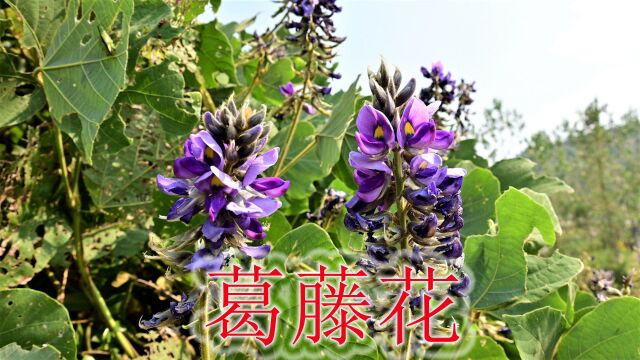 农村的葛藤花是个宝,号称“千杯酒不醉”,3类人群请收藏!