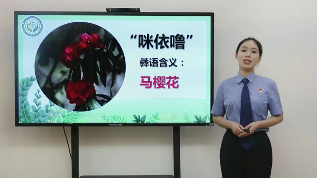 荣誉丨楚雄州检察院“咪依噜”法律服务志愿者项目获奖啦~