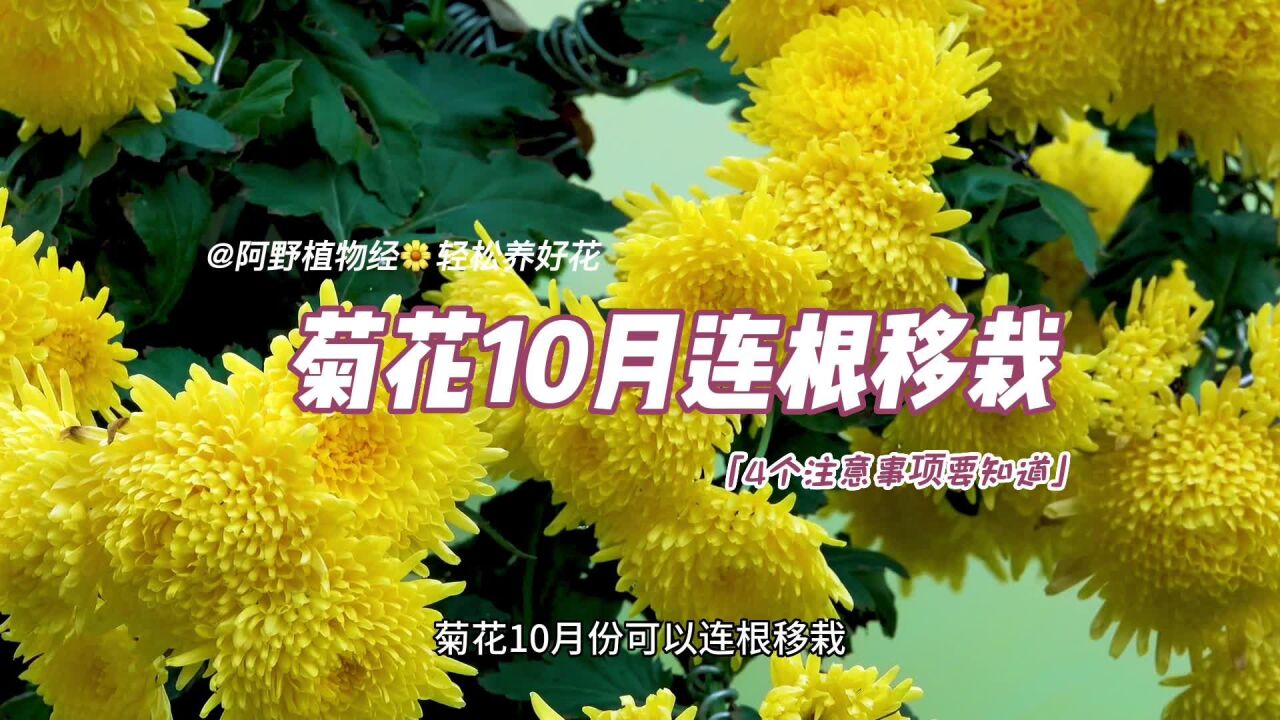 菊花10月可以连根移栽吗?掌握好4个注意事项,可以