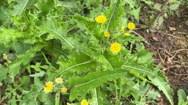 农村特别常见的植物“花叶滇苦菜”,价值非常珍贵,你了解多少呢