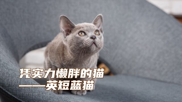 凭实力懒胖的猫:英短蓝猫