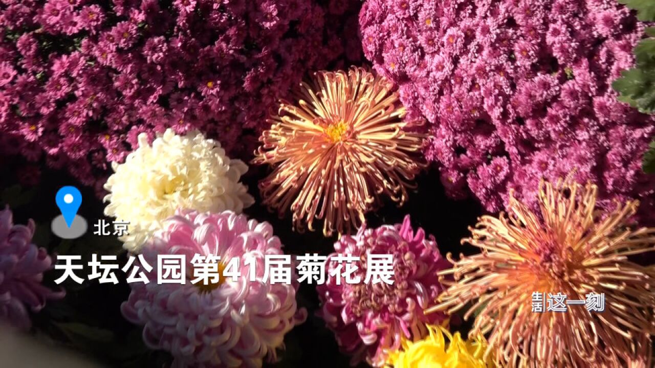 赶紧打卡!六千余盆菊花绽放天坛祈年殿