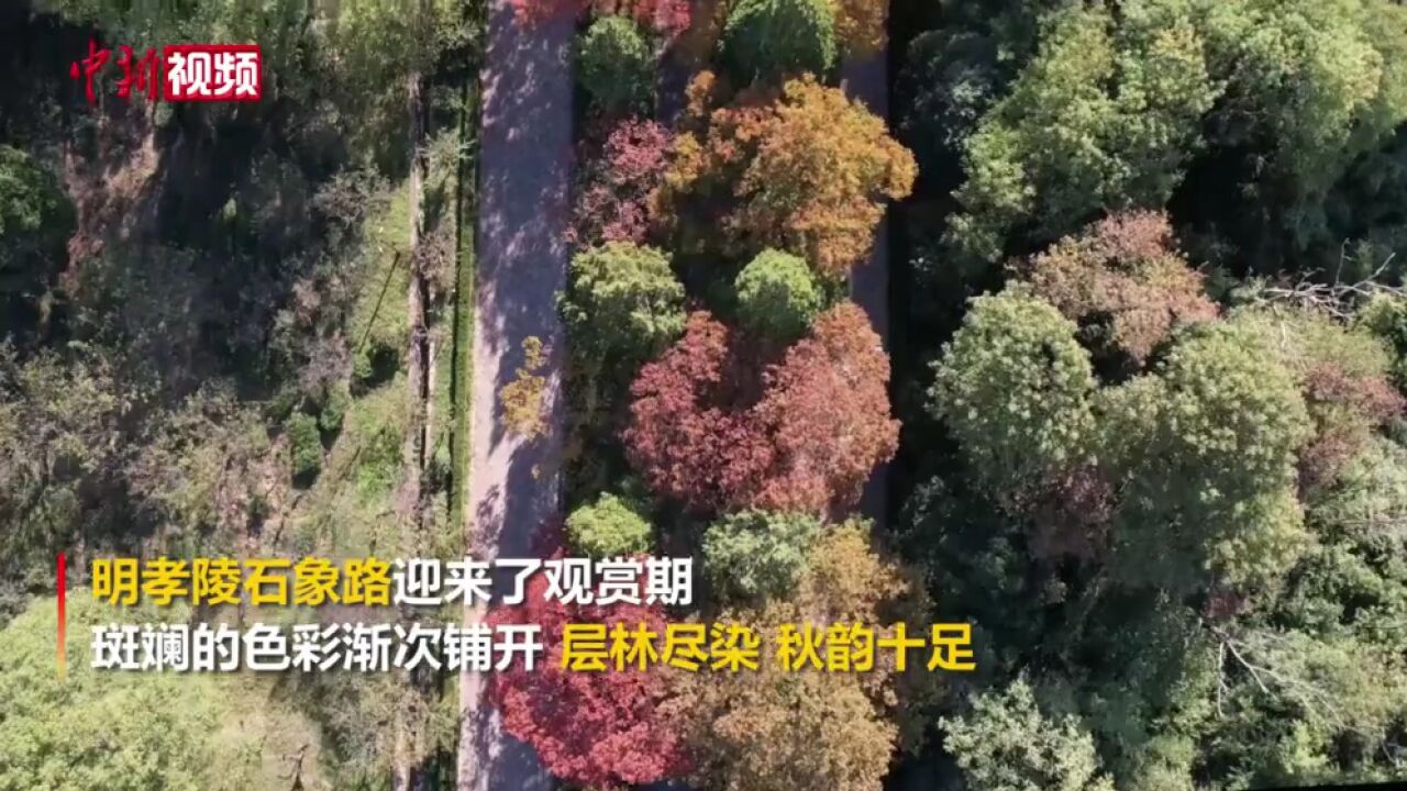 航拍明孝陵石象路层林尽染显秋韵