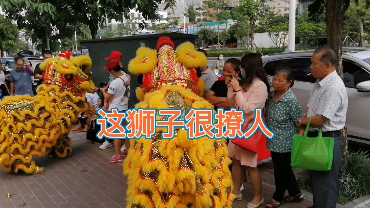 这狮子很撩人,会跟现场市民互动,搞得大家好开心