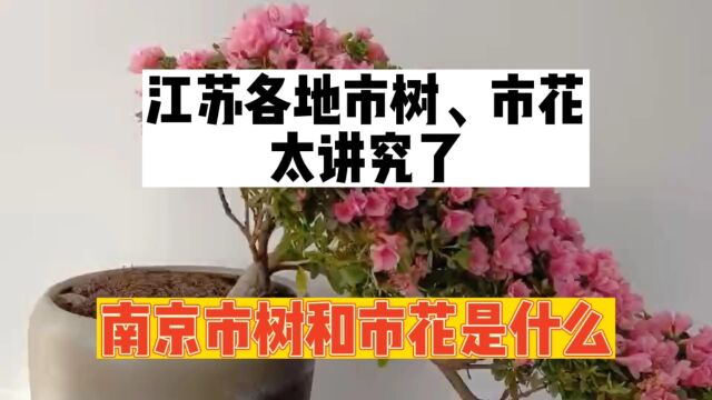 江苏13座城市的市树、市花很讲究,南京的市树、市花代表什么?