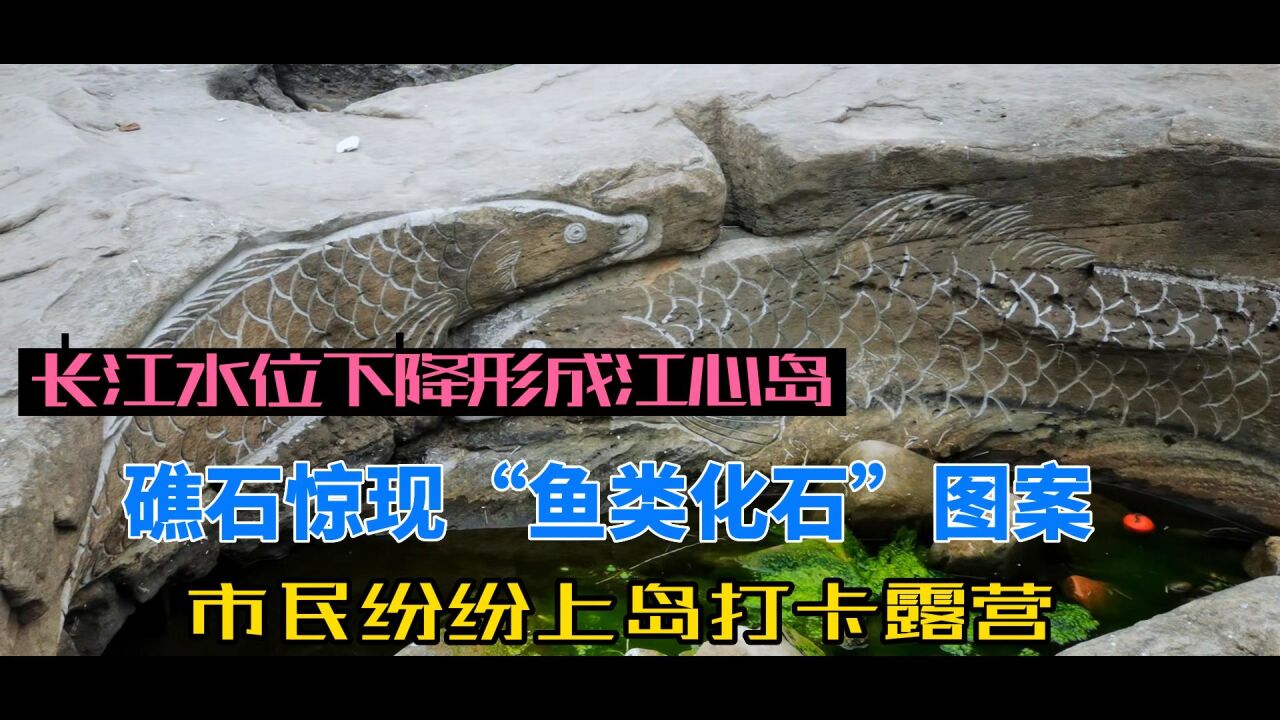 长江水位枯竭形成江心岛,礁石上惊现“鱼类化石”图案是咋回事儿