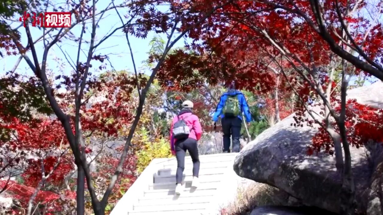 山东青岛:红叶映山海崂山秋色斑斓