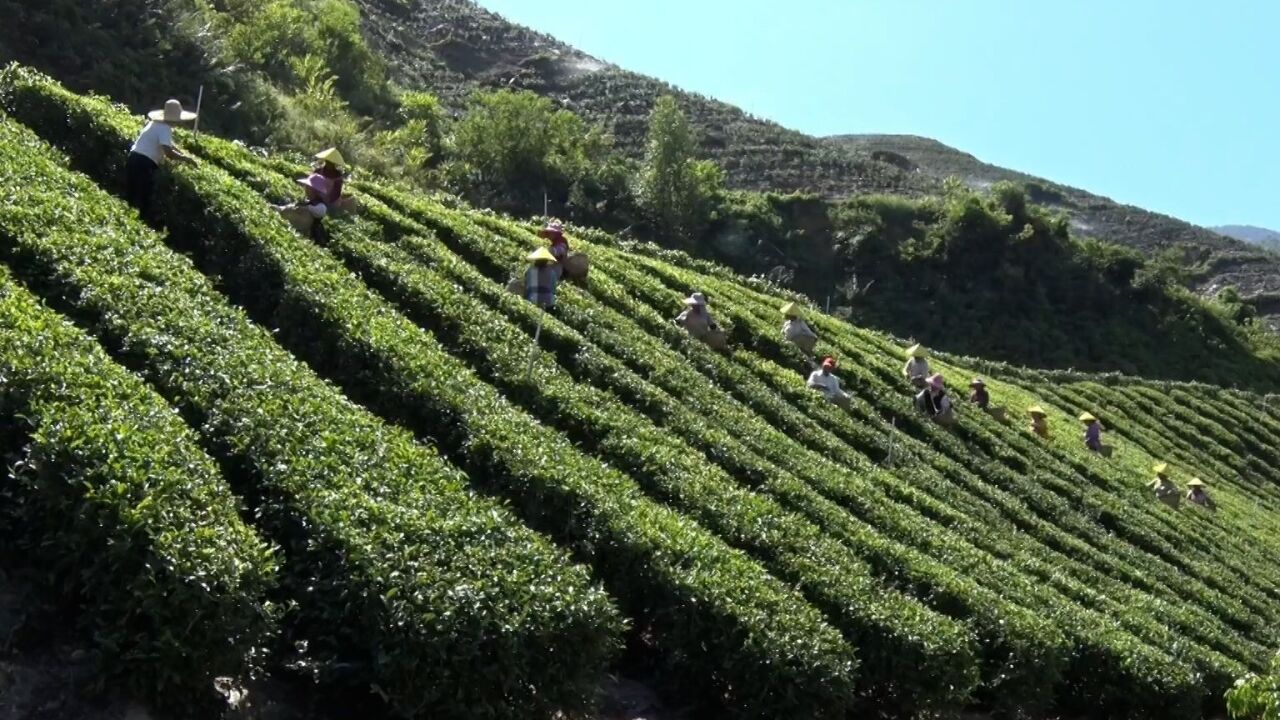 茶香飘飘!江门新会1200亩富硒茶园进入秋茶采摘期