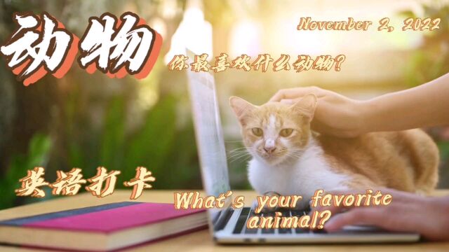 【英语打卡】2022/11/2 What's your favorite animal?