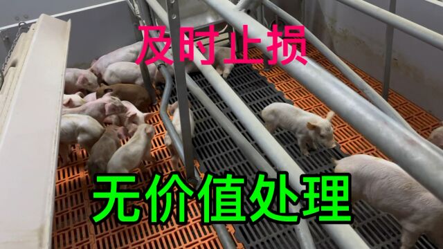 仔猪转保育,最后处理了几十头无饲养价值仔猪,这一批拉稀猪较多