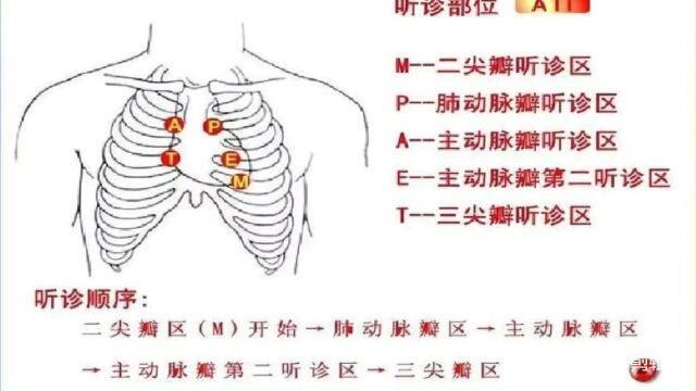 全科规培阶段二1.心脏听诊