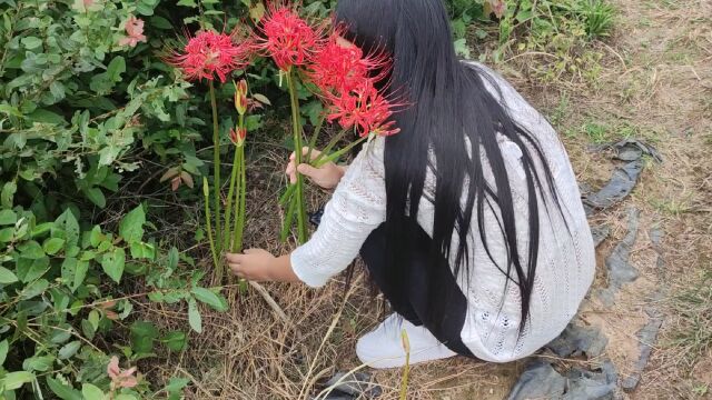 农村的彼岸花长这样,你肯定没见过,一条长红的彼岸花有多美