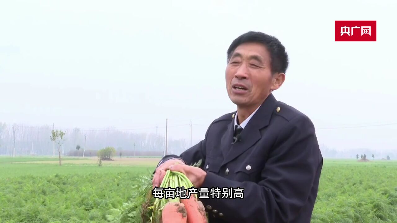 河南柘城:胡萝卜丰收 群众采摘忙