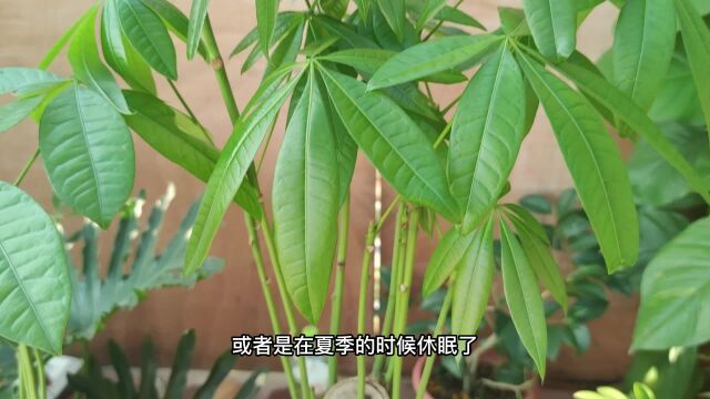 家里的植物总是不发新芽怎么办?教你用一种水让它新芽狂冒