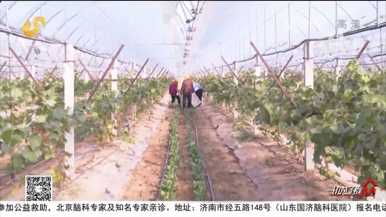 一举两得!果蔬套种,龙口打造＂共享菜园＂新模式,铺就致富增收路