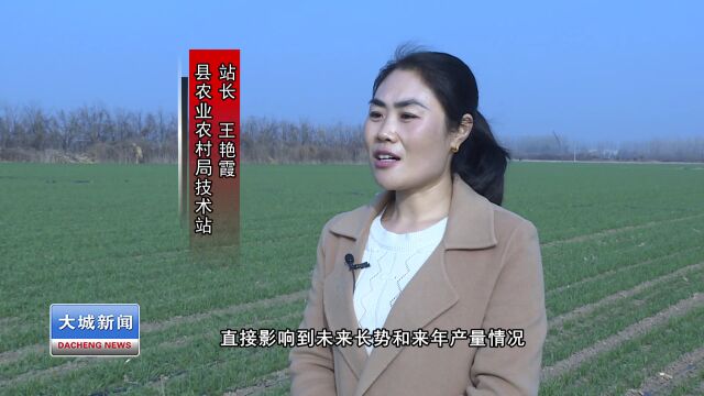 【撸起袖子加油干 风雨无阻向前行】大城县:加强小麦田间管理 保苗安全越冬