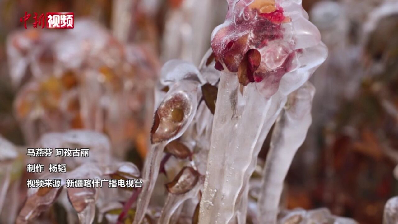 大雪时节新疆岳普湖现冰挂景象